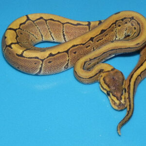 pinstripe ball python for sale
