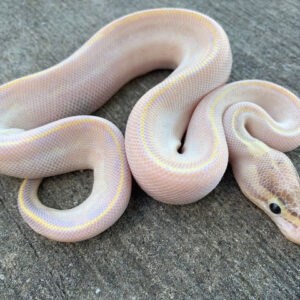 ivory ball python for sale