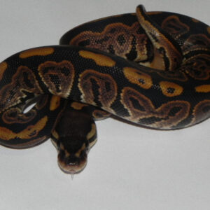 black pastel ball python for sale