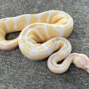 albino ball python for sale​