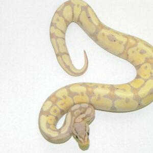 coral glow pastel ball pythons for sale (python regius)
