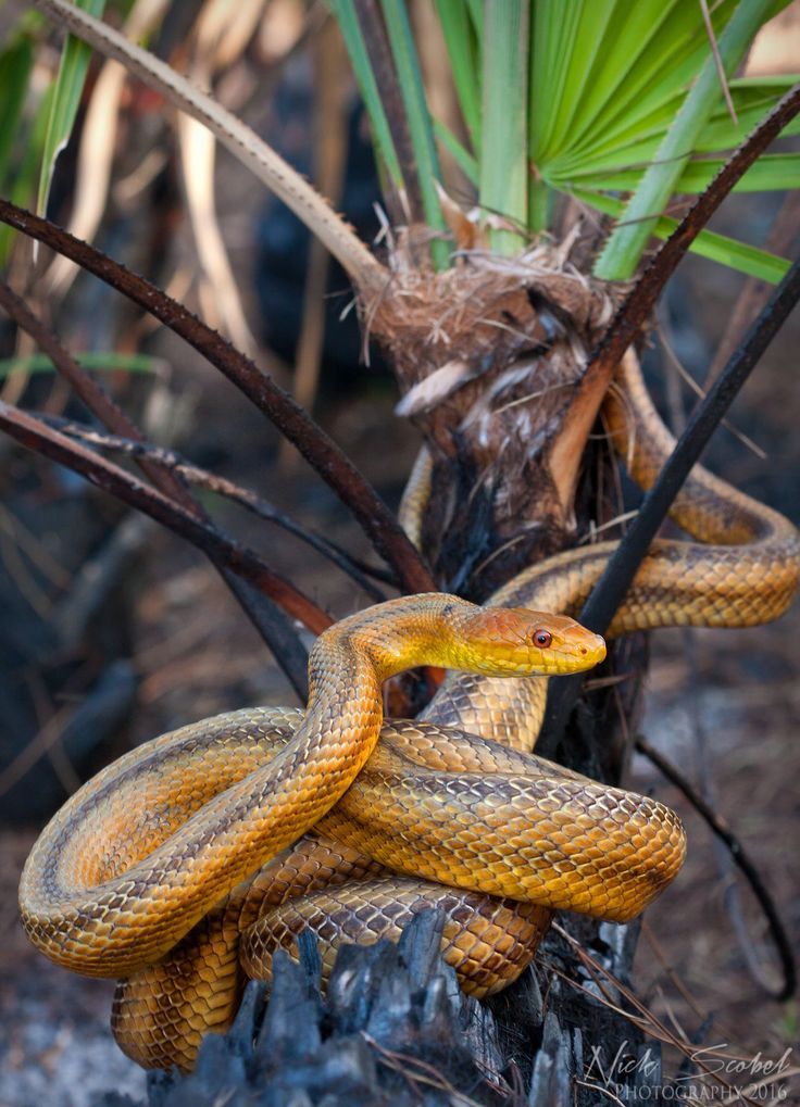 yellow rat snake for sale