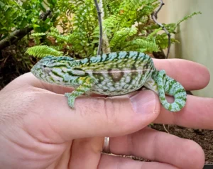 cbb carpet juvenile chameleons