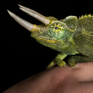 young adults jackson chameleon