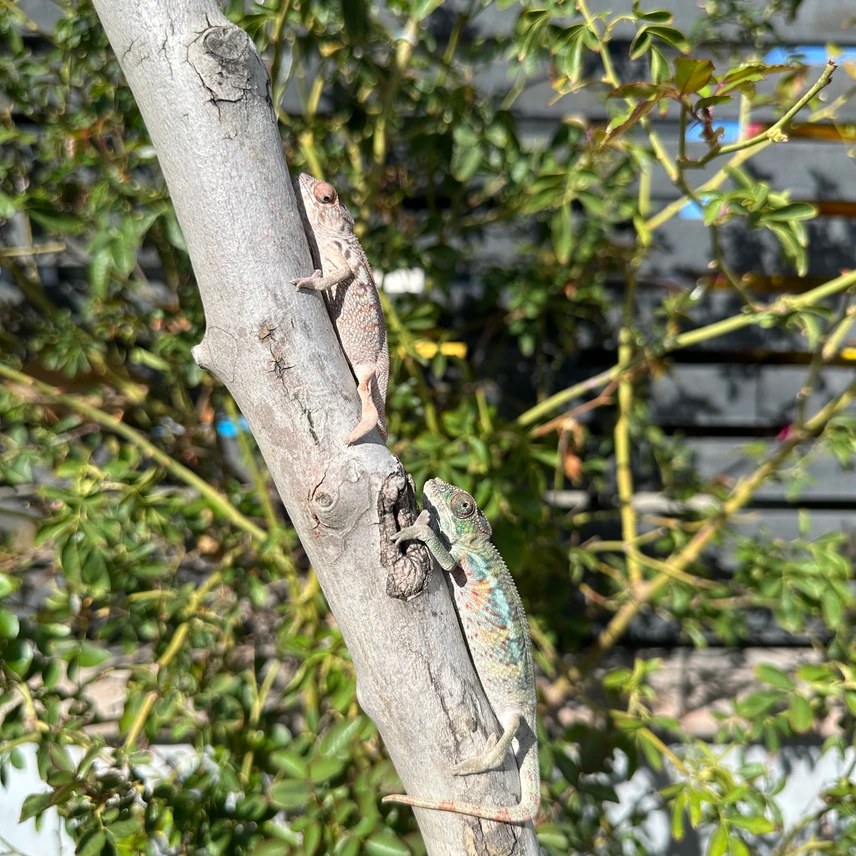 panther chameleons subadults
