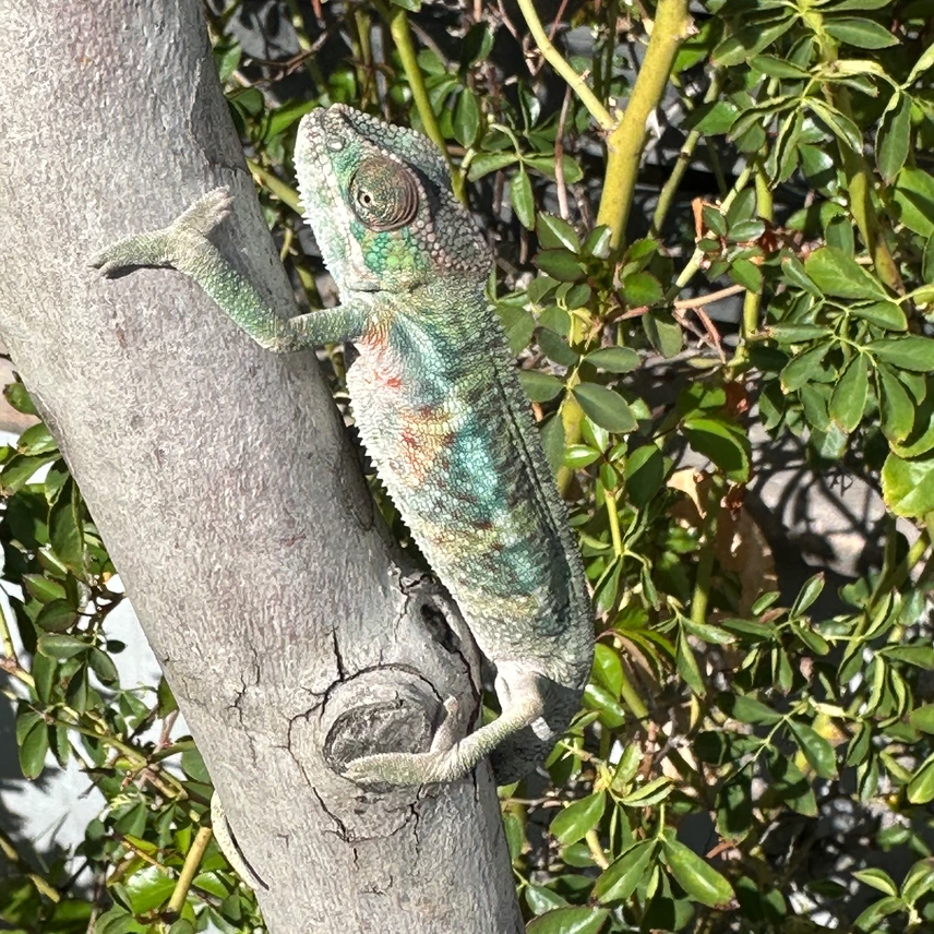 panther chameleons subadults