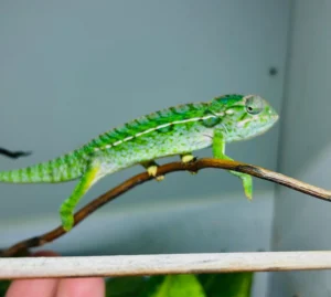 carpet captive bred chameleons m/f for sale