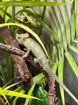 helmeted chameleons