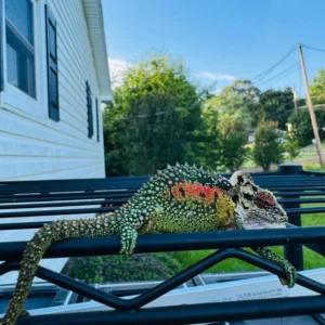 bradypodion thamnobates adult chameleons