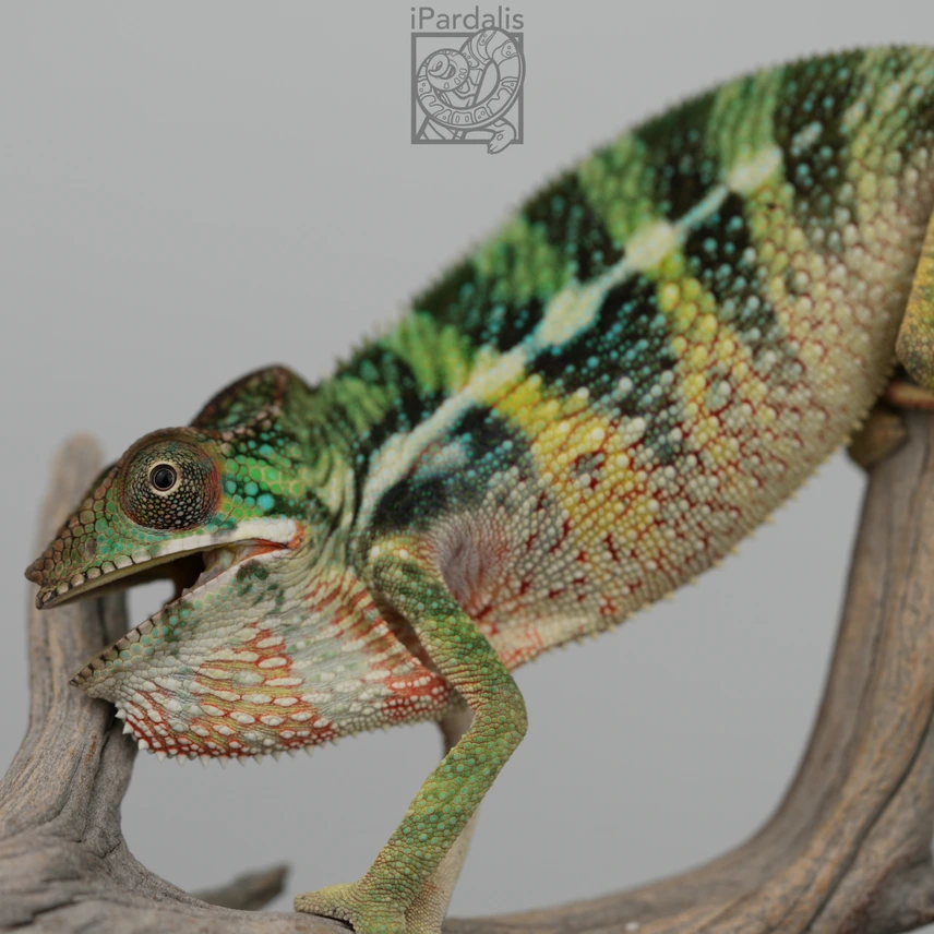 3 month old ybbb ambilobe panther chameleon