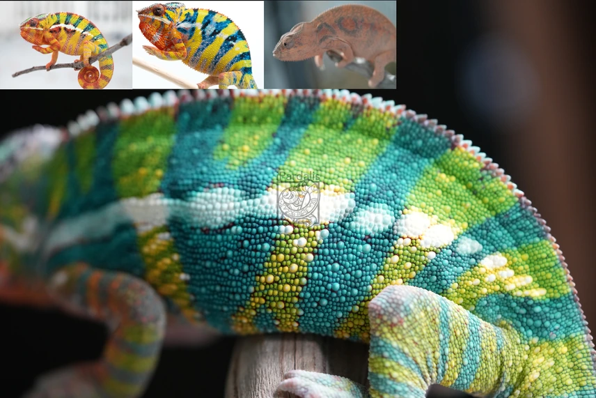 3 month old ybbb ambilobe panther chameleon