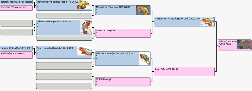 3 month old ybbb ambilobe panther chameleon