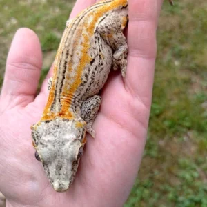 20250710194452.756 1000010947 396x396c