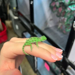 uscbb veiled chameleon babies for sale