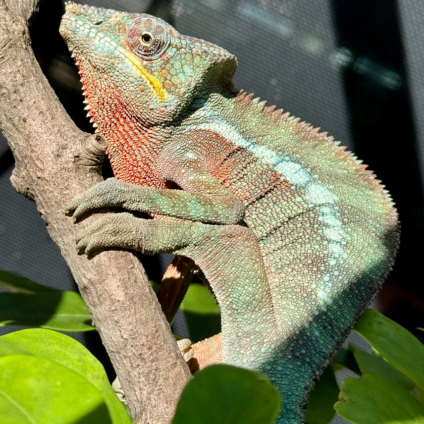 wild caught brickaville panther chameleons adult