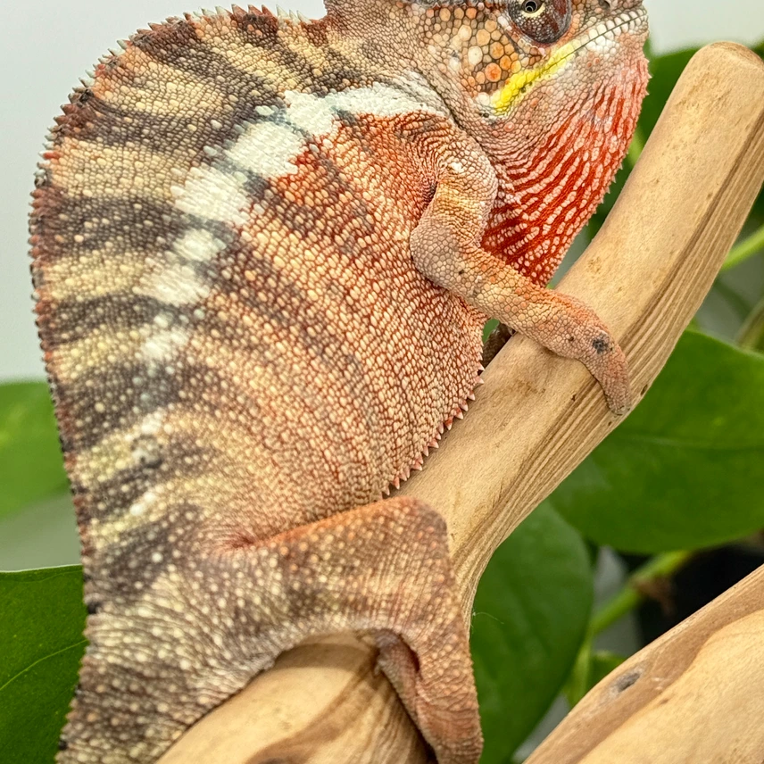 wild caught brickaville panther chameleons adult