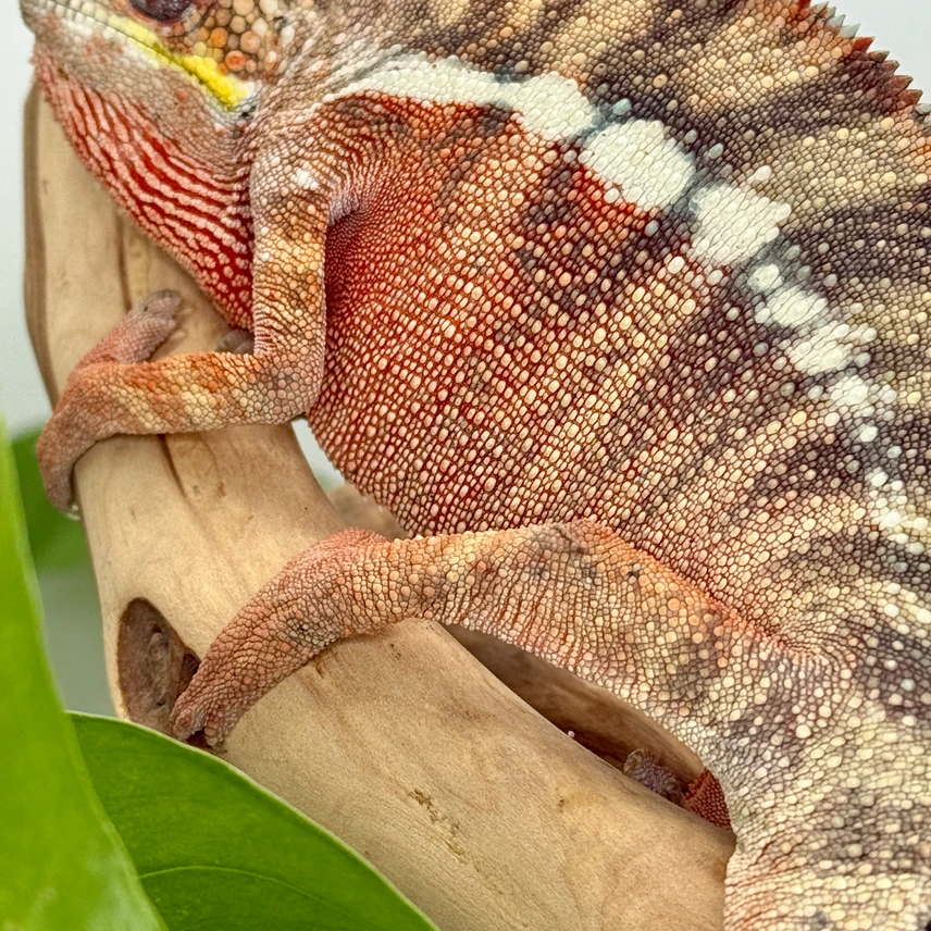 wild caught brickaville panther chameleons adult