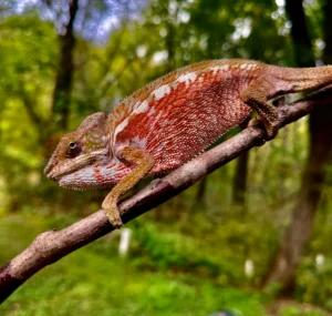cap est panther chameleons adult