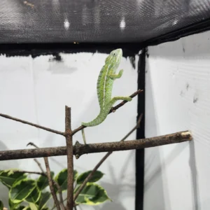 carpet chameleon breeder male