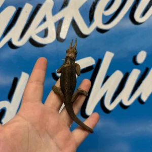 rainbow jackson's chameleons subadult wild caught