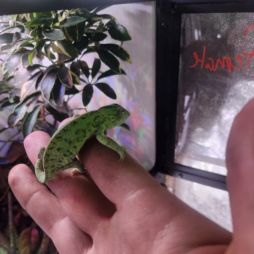 female carpet chameleon adults female carpet chameleon adults