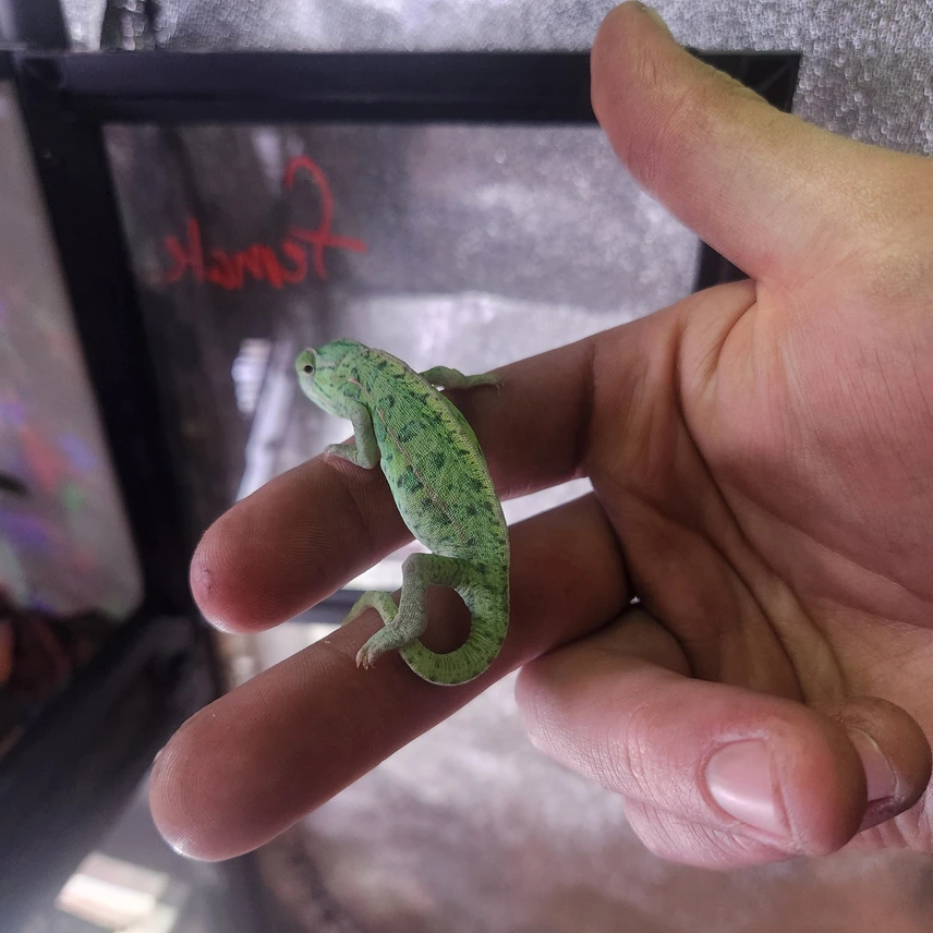female carpet chameleon adults female carpet chameleon adults