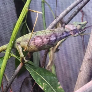 furcifer antimena chameleon babies for sale captive hatched/born