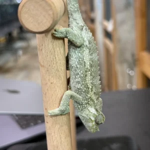 rainbow jackson chameleon