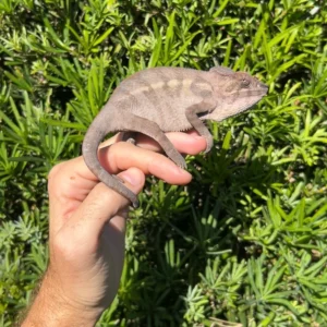 panther chameleons subadult for sale