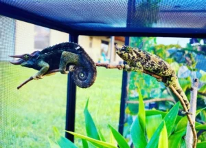 adult rainbow jackson’s chameleon