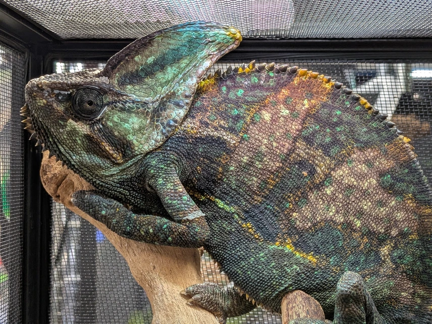adult male veiled chameleons