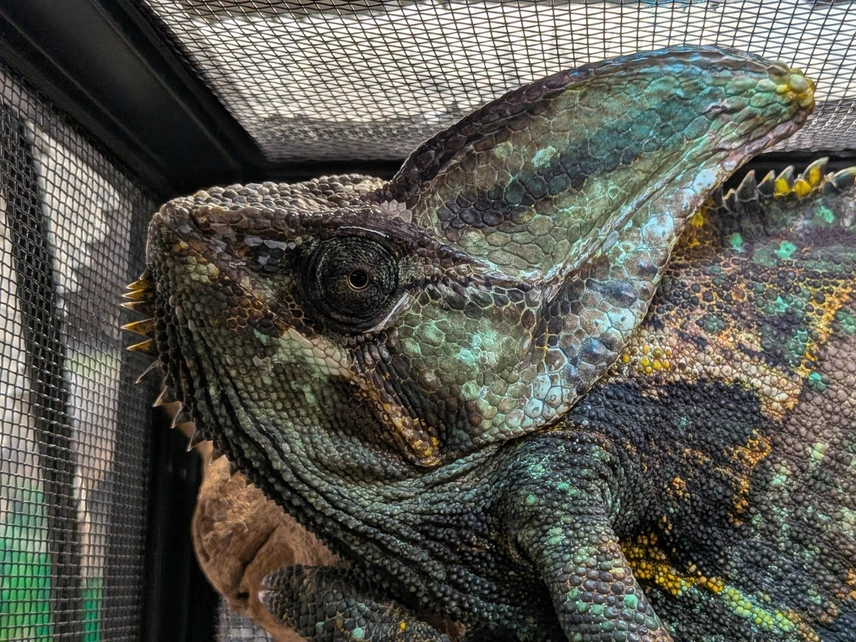 adult male veiled chameleons