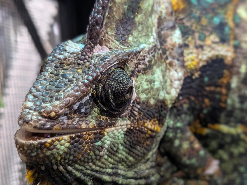 adult male veiled chameleons