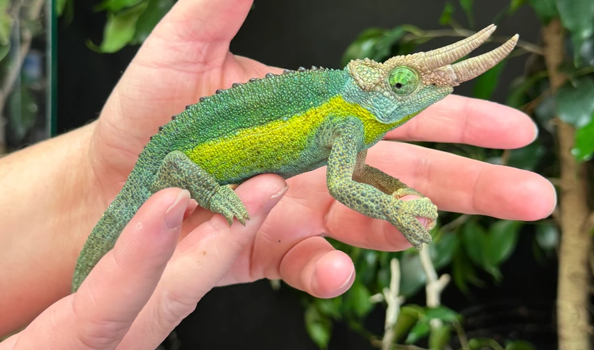 rainbow jackson's chameleon pair 1.1 rainbow jackson's chameleon pair 1.1