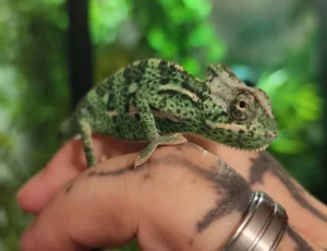 unsexed veiled chameleon babies captive hatched/born