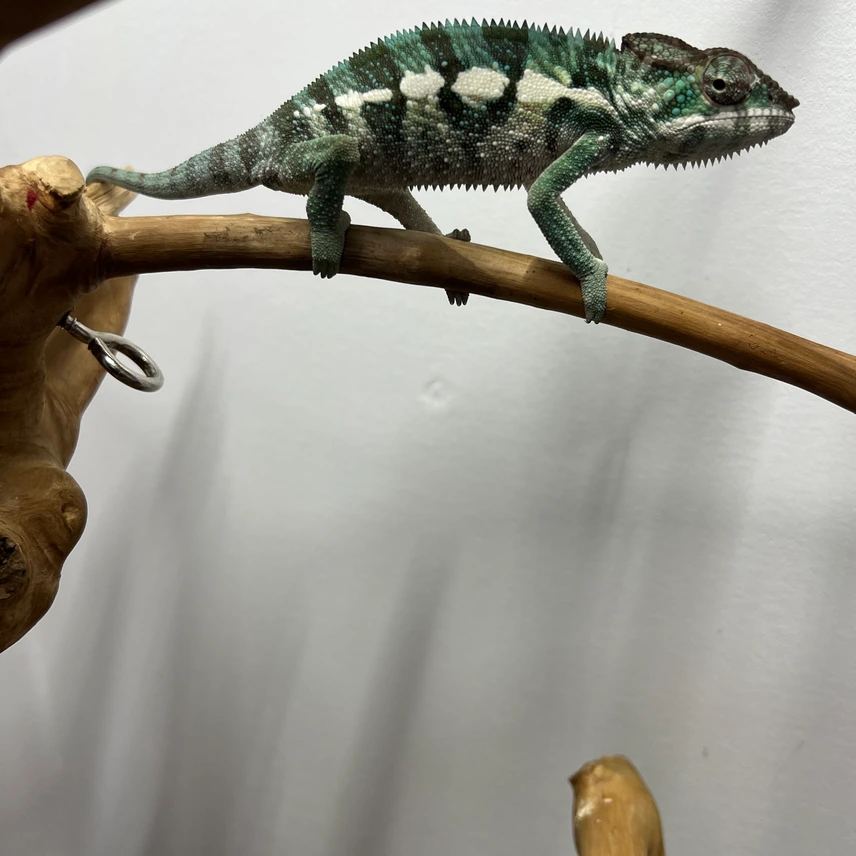 f1 ankify males panther chameleons f1 ankify males panther chameleons