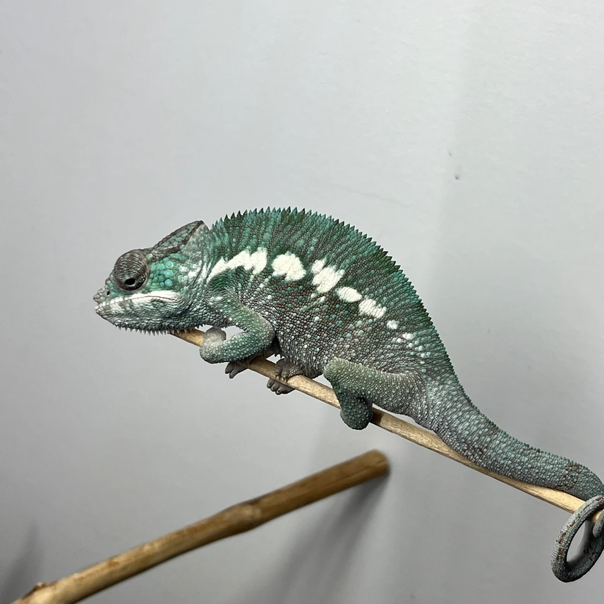 f1 ankify males panther chameleons f1 ankify males panther chameleons