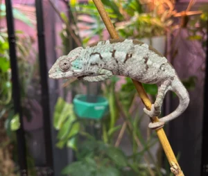 blue ambanja x high white ambilobe panther chameleons subadult