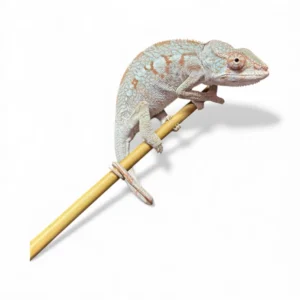 blue ambanja x high white ambilobe panther chameleons subadult