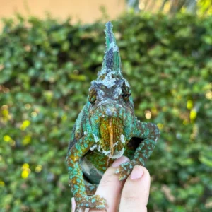 wild caught veiled chameleons adult chamaeleo calyptratus