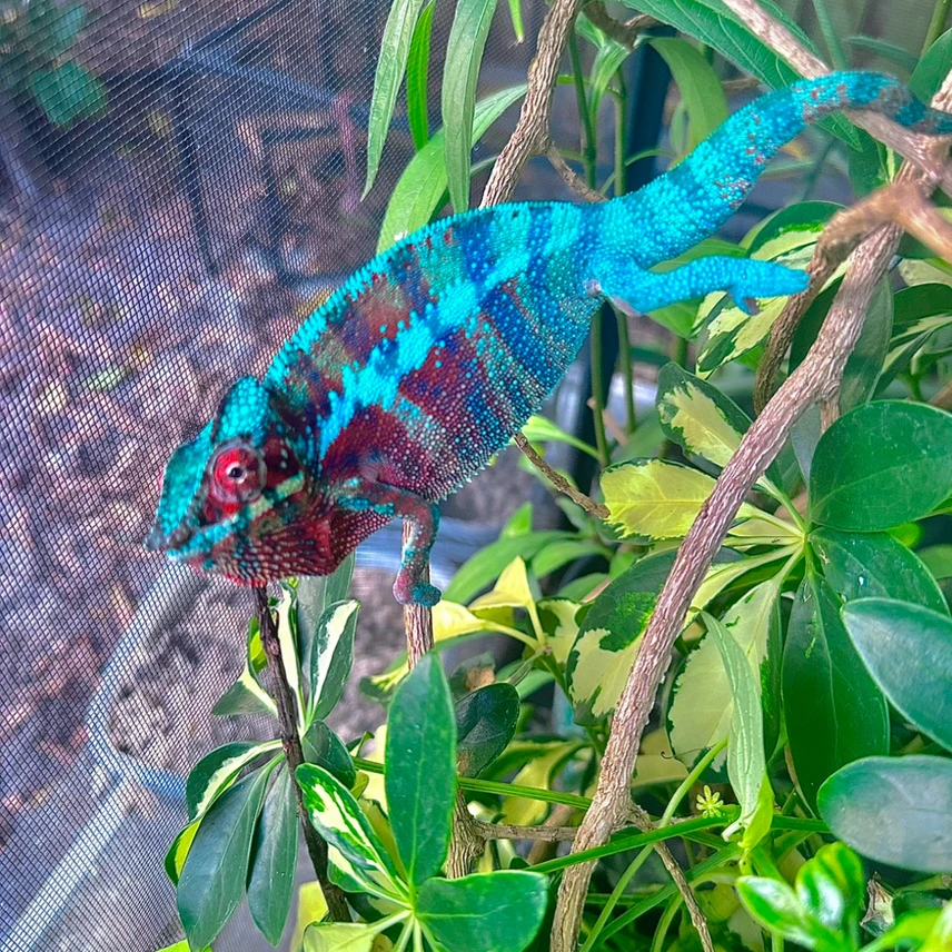 young blue male panther chameleon