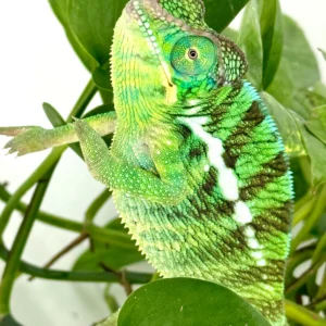 nosy be panther chameleons subadult