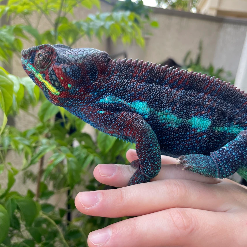 high end ambanja panther adult chameleons