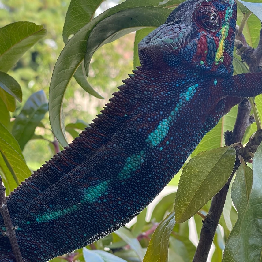 high end ambanja panther adult chameleons