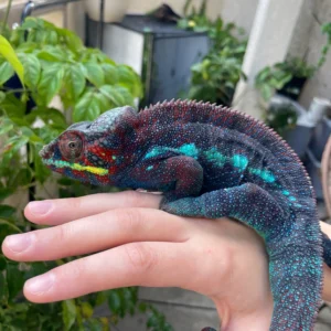 high end ambanja panther adult chameleons