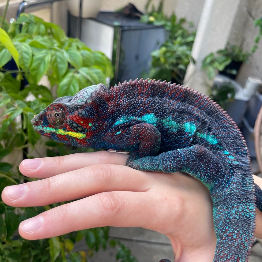 high end ambanja panther adult chameleons