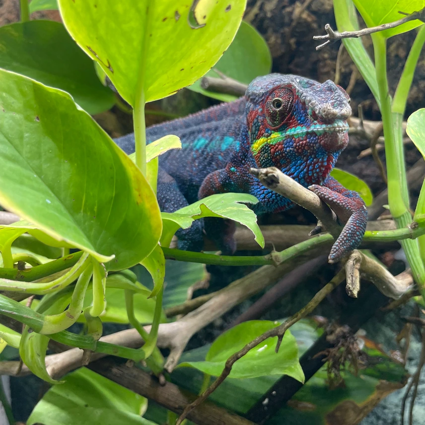 high end ambanja panther adult chameleons