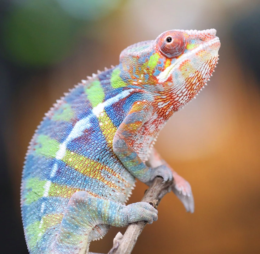 rainbow ambilobe young adults rainbow ambilobe young adults