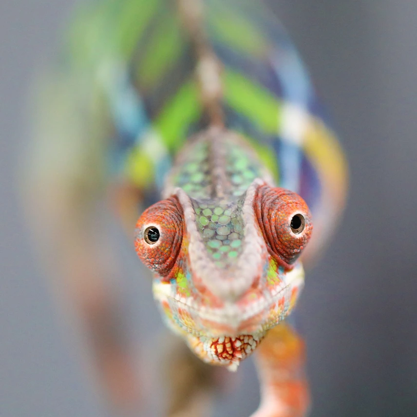 rainbow ambilobe young adults rainbow ambilobe young adults