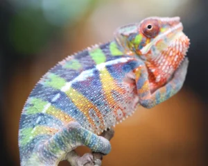 rainbow ambilobe young adults